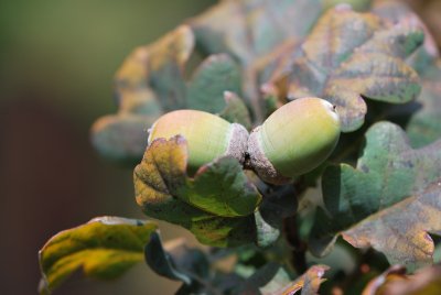 Quercus robur 'Atropurpurea' - dub letní 'Atropurpurea' - plody a listy
